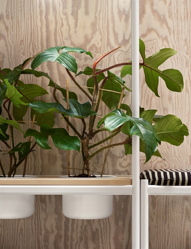 Plantea_closeup.jpg